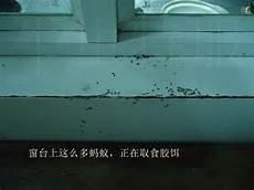 怎样消灭蚂蚁窝最有效的方法