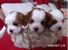 查理士王小猎犬价格