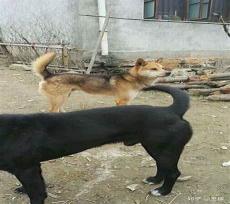 笨狗品种大全及图片