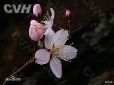 观察樱桃树日记200个字